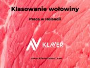 Klasowanie wołowiny i cielęciny- praca w Holandii od zaraz