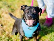 Czet - młody, niekonfliktowy amstaff mix szuka domu