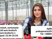 Legalna, bezpieczna praca dla par, singli, znajomych w Holandii