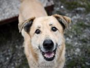 Dex - przyjazny, wesoły biszkopciki szuka domu!