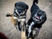 Megi i Pegi - cudowne siostry od szczeniaka w schronisku!