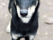 Uratowany od śmierci Pixel szuka domu!