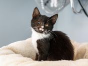 12 tygodniowe KOCIĘTA szukają domów!