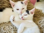 Przeurocze kocięta, Lotka i Loki do adopcji!