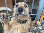 Fuks, wesoły szorstkowłosy psiak szuka domu!