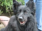 Psotka – młoda, energiczna i wierna jak owczarek