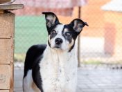 Łagodna, wesoła, grzeczna Pepsi całe życie w schronisku