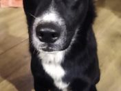 Atos - młodziutki, domowy, wychowany psiak