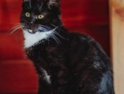 Puchaty Julian - Król Kanapy szuka domu!