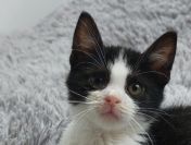 Teddy - malutki kociaczek szuka domu!