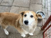 Reks - cudowny, domowy, niewielki psiak!