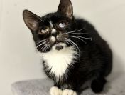 Kalinka - delikatna, półroczna koteczka szuka domu!