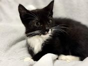 Malutki 3-miesięczny Bezik szuka domku!