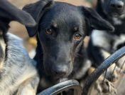 Łagodna Milusia SZCZENIAK szuka kochającego domu!