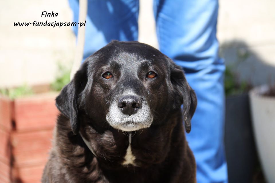 Od szczeniaka w schronisku, uratuj Finkę!  - Zdjęcie 1