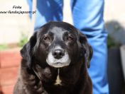 Od szczeniaka w schronisku, uratuj Finkę!