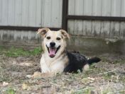 Daj Bryziowi szansę… On odda Ci całą miłość, jaką ma