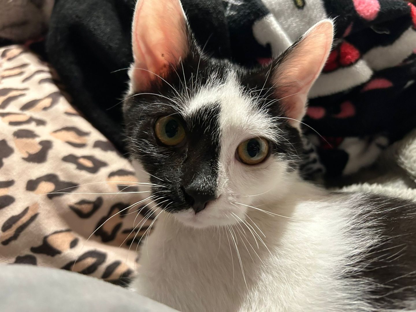 Lucek - domowy kociak, totalny słodziak szuka domu!  - Zdjęcie 1