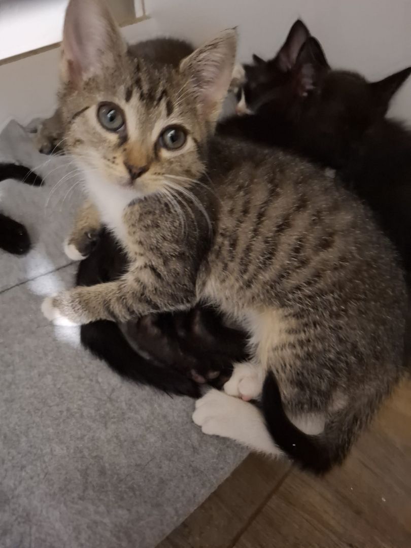 KOCIĘTA malutkie kociaki szukają domów!  - Zdjęcie 1