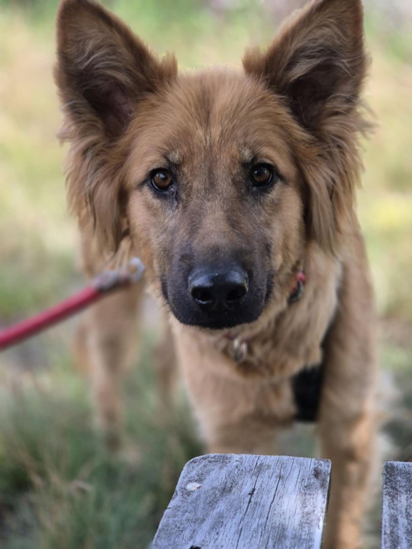 Bella - złotowłosa piękność, mądra, wesoła sunia do pokochania  - Zdjęcie 1