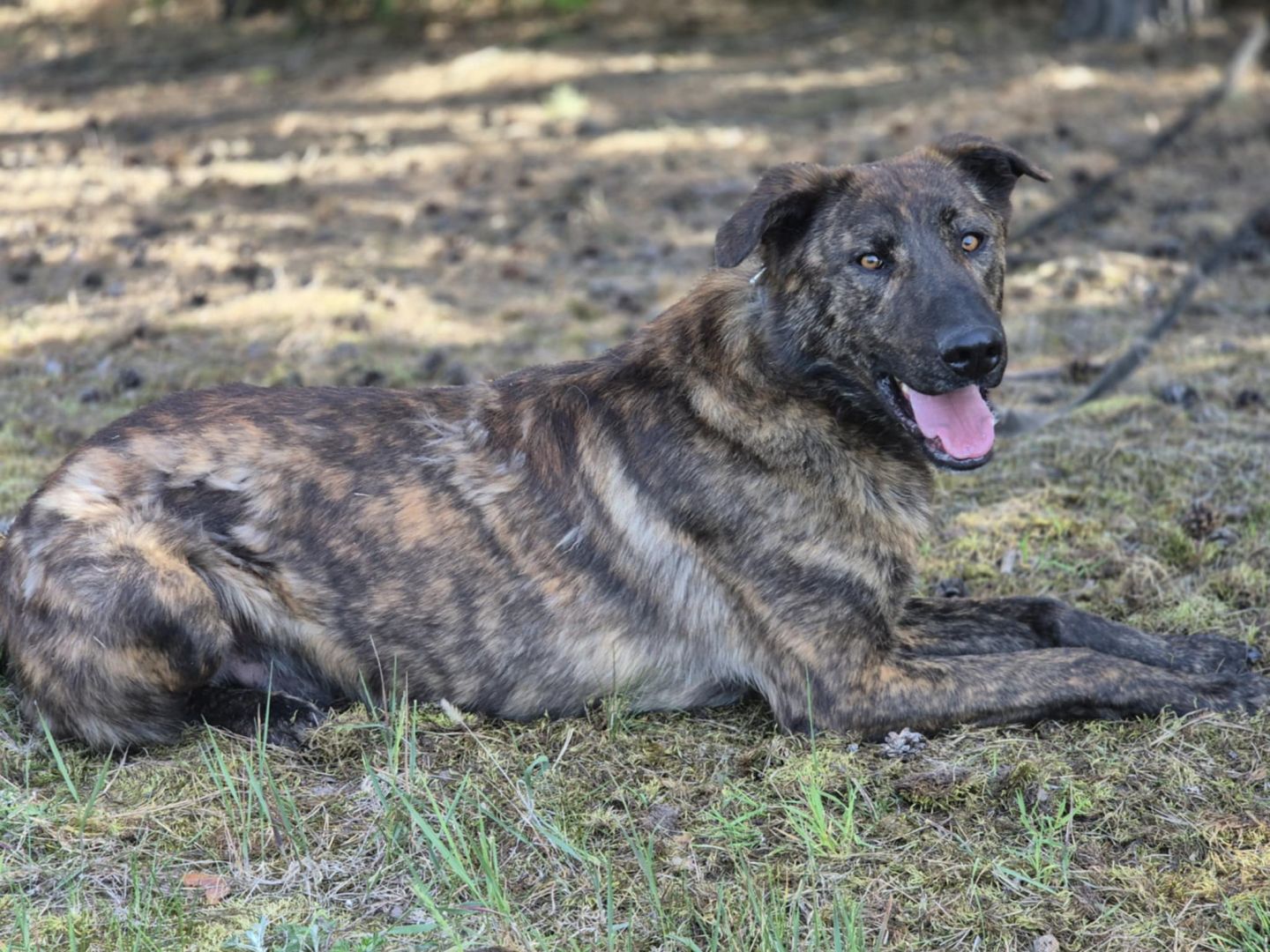 Blum - młody, wychowany z dziećmi, aktywny psiak!  - Zdjęcie 1