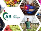Pracownik sortowni gruszek – praca w Holandii (M/K)