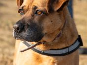 Aza - wesoła, łagodna, rodzinna sunia!