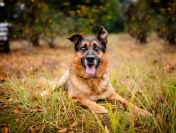 Fantastyczny Lizak - niekonfliktowy, rodzinny psiak!