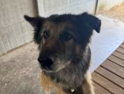 Aron - kochany, przyjazny owczarek szuka domu!