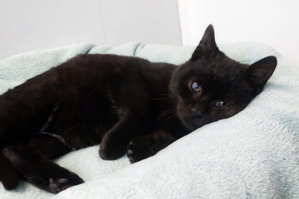 7 miesięczny kotek Onyks szuka domu!  - Zdjęcie 1
