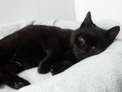 7 miesięczny kotek Onyks szuka domu!