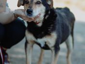 Fiodor - spokojny, niekonfliktowy psiak szuka domu!