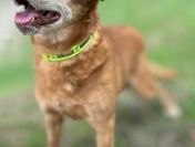 Staś - cudowny psi dziadek BŁAGA o dom!