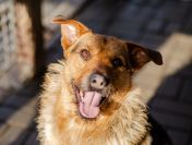 Kufel - fantastyczny, szorstkowłosy psiak szuka domu!