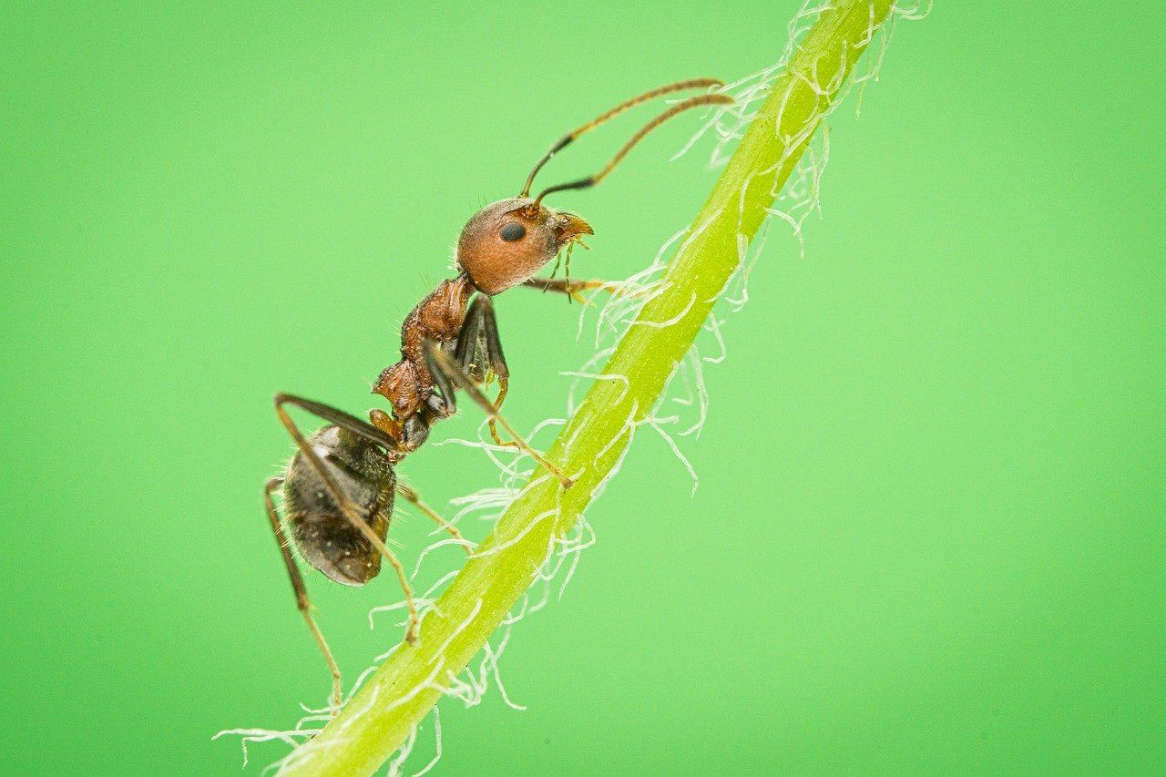 Inwentaryzacja przyrodnicza, raport środowiskowy, tel. 504-746-203  - Zdjęcie 1