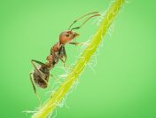 Inwentaryzacja przyrodnicza, raport środowiskowy, tel. 504-746-203