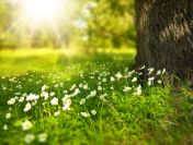 Nadzór przyrodniczy, opracowanie dokumentacji, tel. 504-746-203