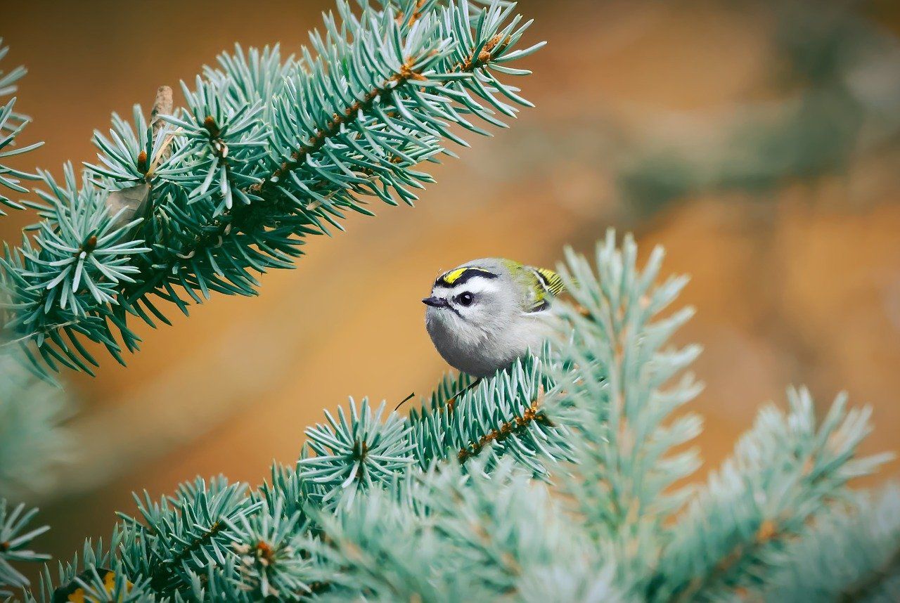 Opinia przyrodnicza, karta informacyjna przedsięwzięcia, tel. 504-746-203  - Zdjęcie 1