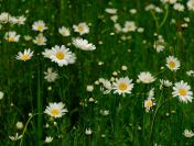 Wykonanie inwentaryzacji przyrodniczej, raportu środowiskowego, tel.