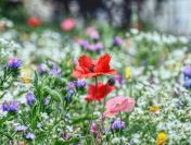 Decyzja środowiskowa dla działki budowlanej, tel. 504-746-203