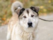 Chase - cudowny wielkolud szuka domu!