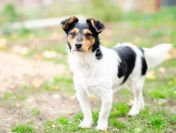 Żuczek - mikropsiak z wielką osobowością!