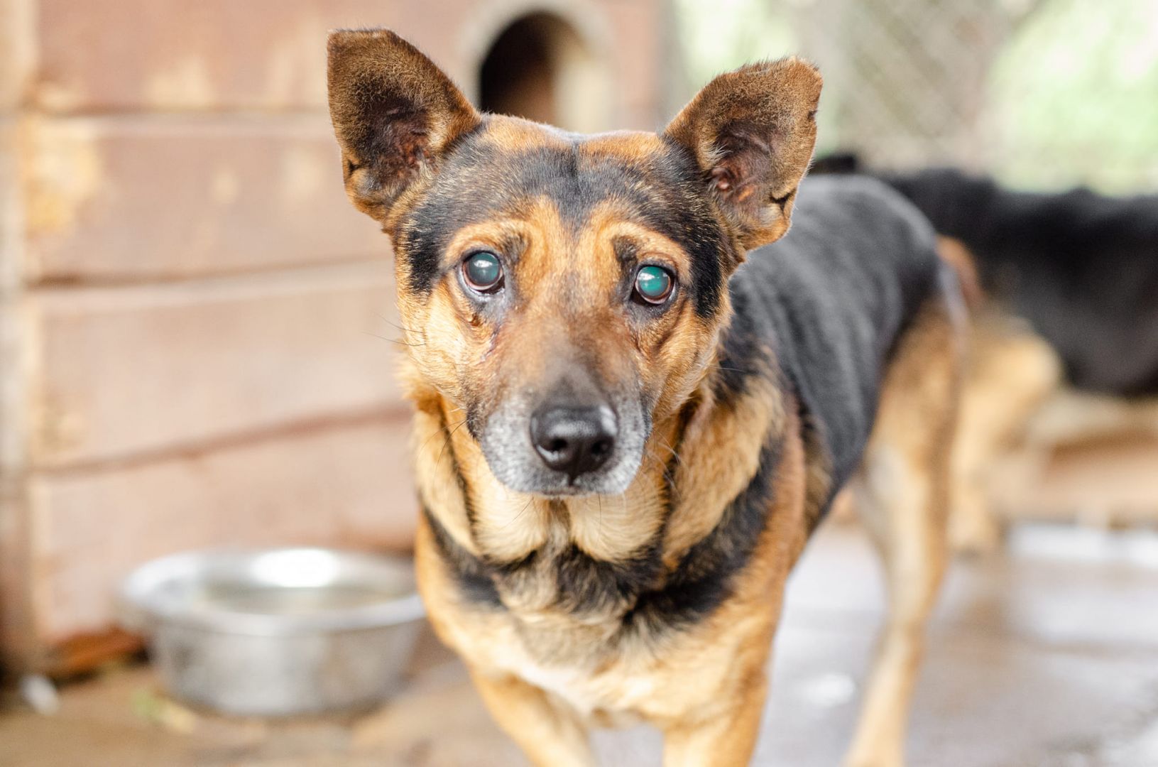 Edi - kochany, łagodny psiak BŁAGA o dom!  - Zdjęcie 1