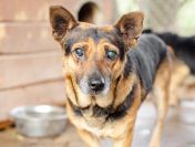 Edi - kochany, łagodny psiak BŁAGA o dom!