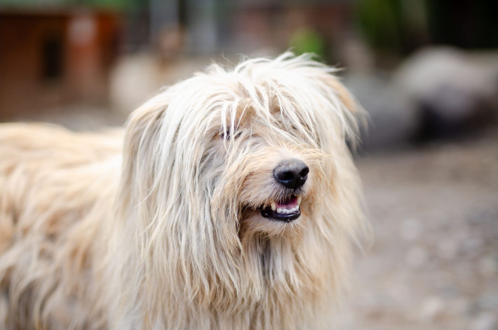 Nieoszlifowany diament - Frędzel  szuka domu!  - Zdjęcie 1