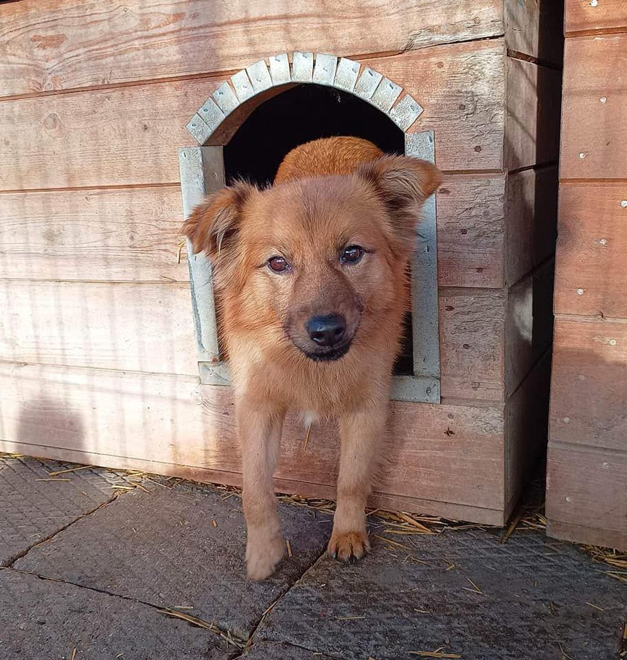 Fauna - nieduża, delikatna sunia szuka domu!  - Zdjęcie 1