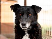 Sonia - spokojna, delikatna sunia szuka domu!