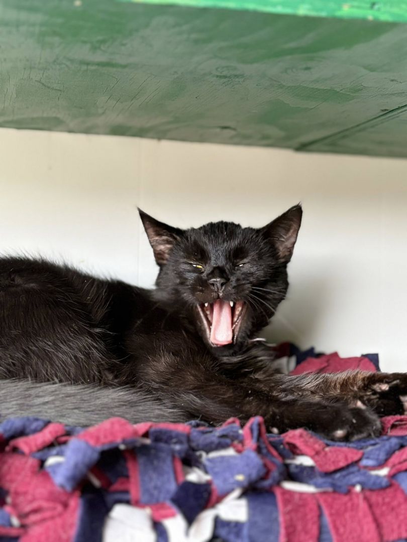 Gizmo - półroczny, wesoły kociak szuka domu!  - Zdjęcie 1