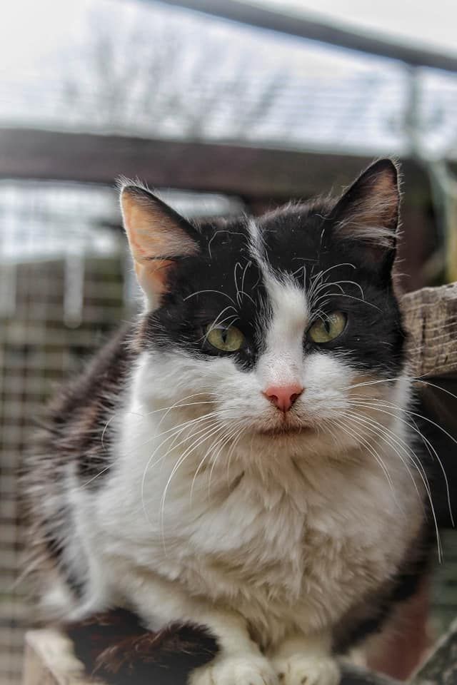 Furia - młoda indywidualistka szuka domu!  - Zdjęcie 1