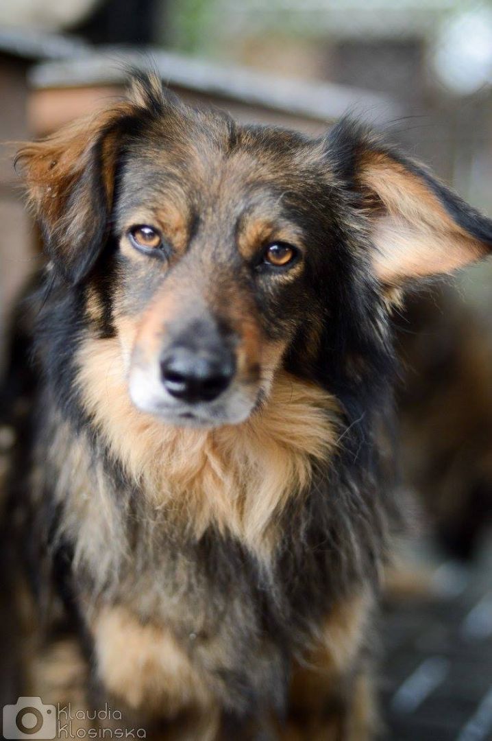 Wyjątkowy Robin szuka wyjątkowego domu  - Zdjęcie 1